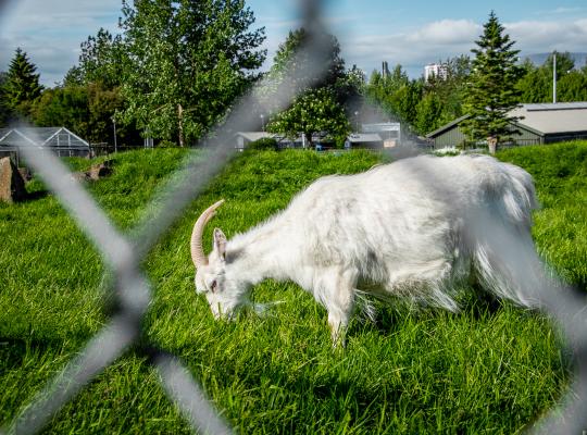 Goat at the Zoo