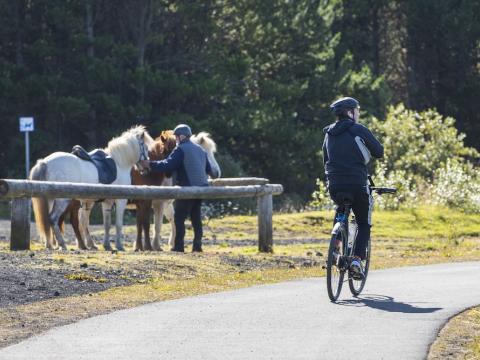 Horses and cyclists